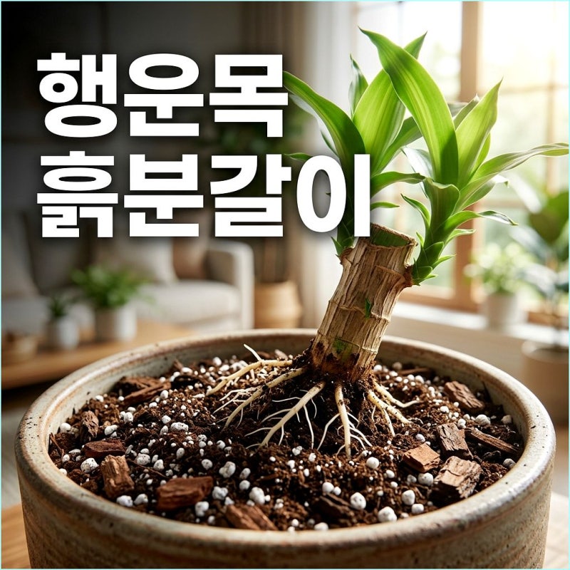행운목 과습 멘붕 탈출, 수경재배 물뿌리 100% 살리는 상토 5:5 흙 배합법