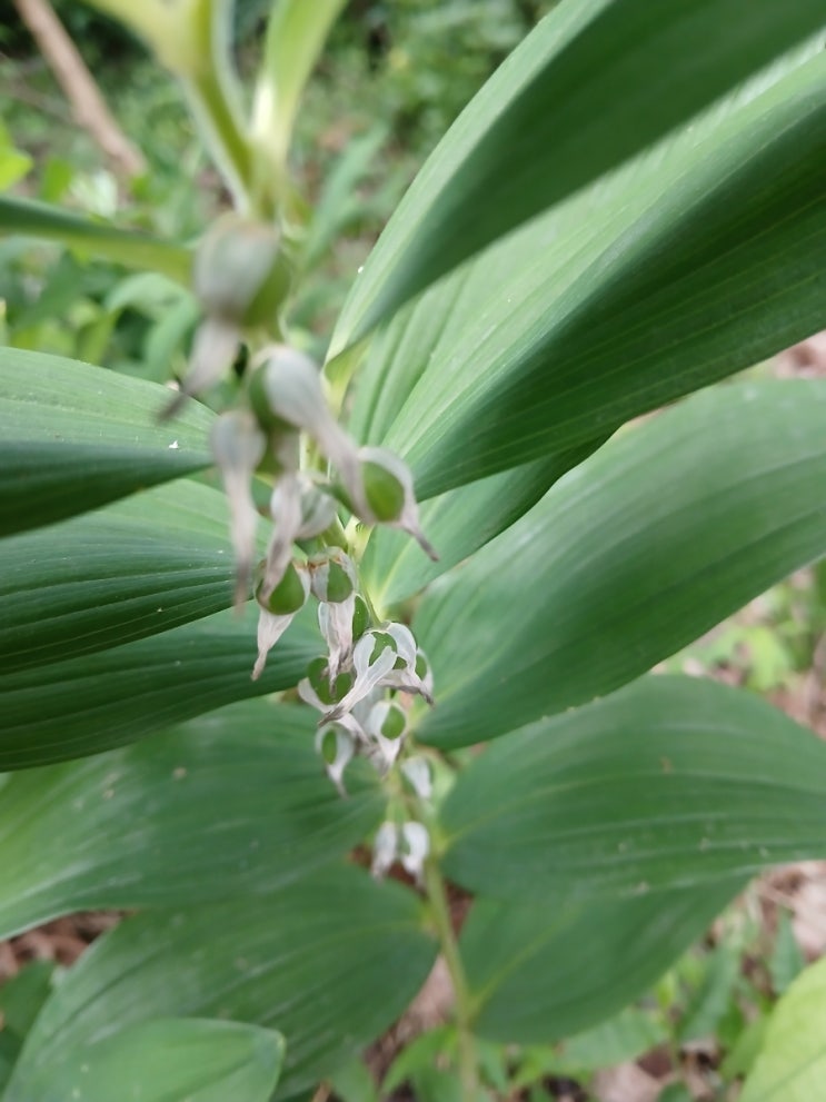  둥굴레는 욕심을 부려선 안 되는 식물(Solomon's Seal, A Plant That Teaches Moderation)