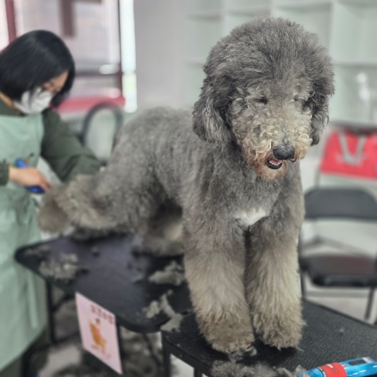  송파애견미용학원 애견미용사 준비기간 현실적으로 얼마나 걸릴까