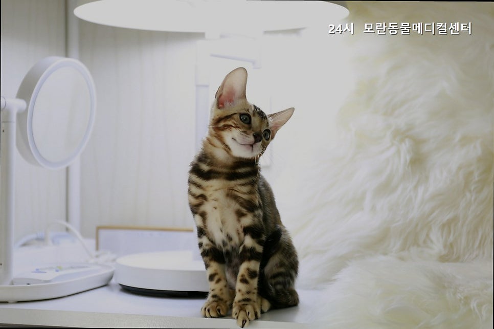 모란동물메디컬센터 쌍령점 사진 1