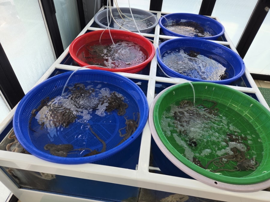 독천무안뻘낙지 사진 2