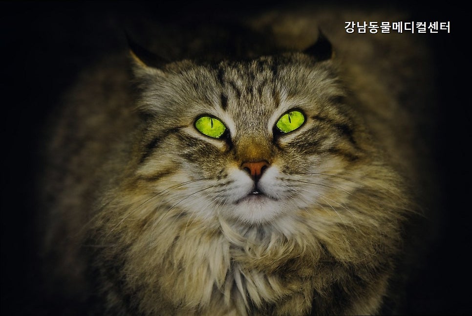 강남동물메디컬센터 사진 2