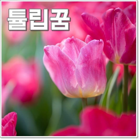 튤립꿈 해몽 튤립꽃다발꿈 풀이 길몽 가득