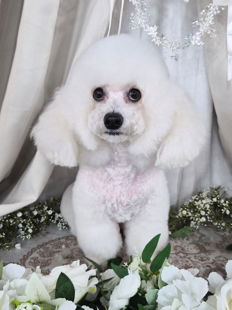  광명애견미용학원 창업 준비까지 가능한 커리큘럼 알아보기