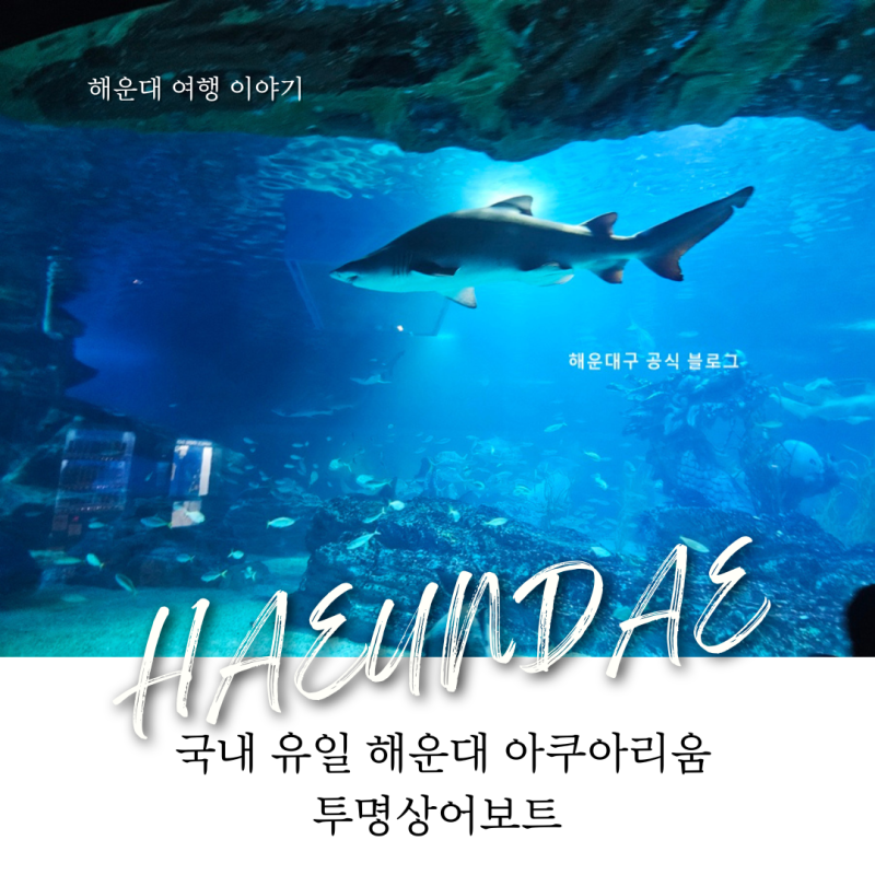 [해랑] 국내 유일의 이색 체험 해운대 아쿠아리움 투명상어보트