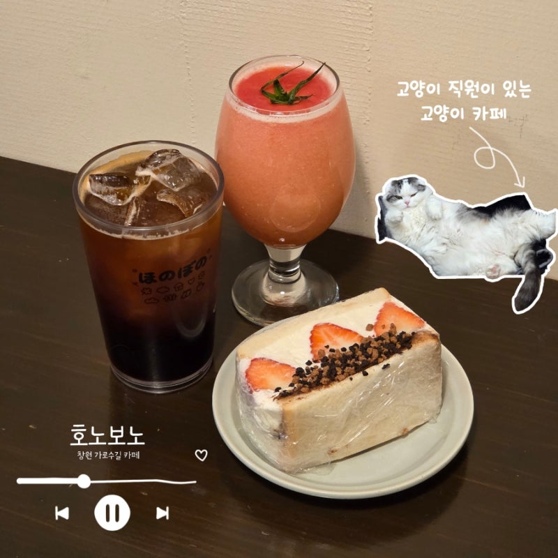 창원 고양이 직원이 있는 카페 아기자기한 일본 감성 호노보노 창원 가로수길 카페 (애견동....