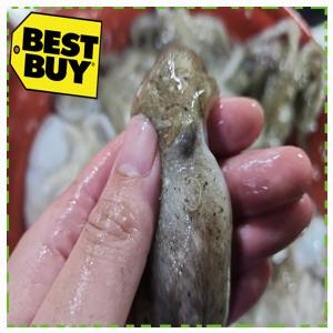 자연스럽게 만족하는 주꾸미1kg 봄 알베기 국내산 주꾸미 1키로 쭈꾸미 샤브샤브 봄 주꾸미 ....