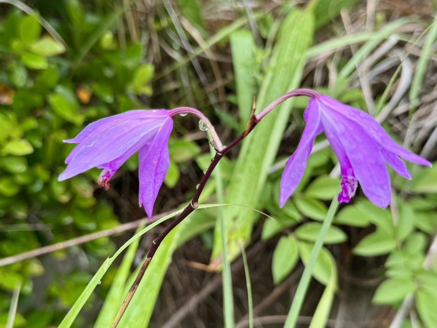 한복산 사진 3