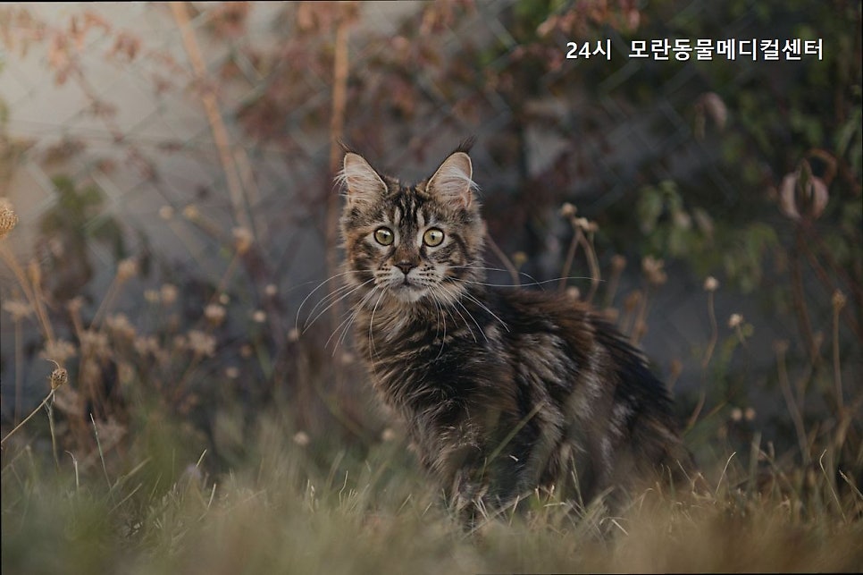 모란동물메디컬센터 쌍령점 사진 4