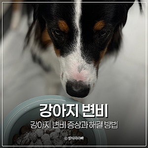 강아지 변비 증상과 해결 방법
