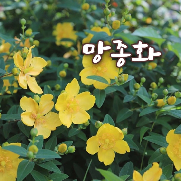 초여름 햇살 닮은 <b>망종</b>화 24절기 <b>망종</b>에 피는 꽃 꽃말 이야기