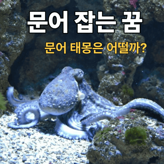  문어 잡는 꿈 해몽 능력 발휘하기에 좋은 기회를 상징