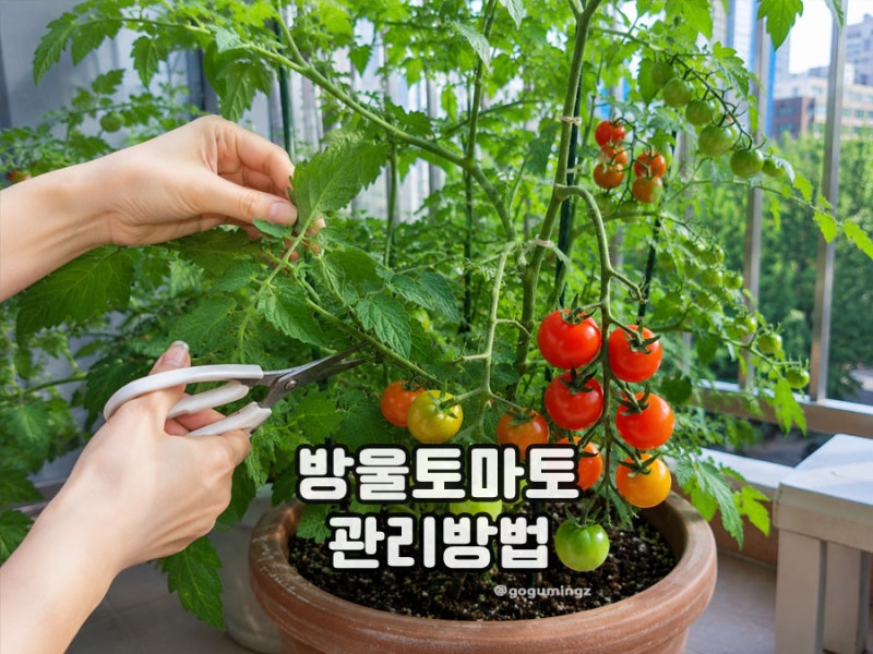 방울토마토 가지치기 곁순제거 순지르기 언제 어떻게 할까?