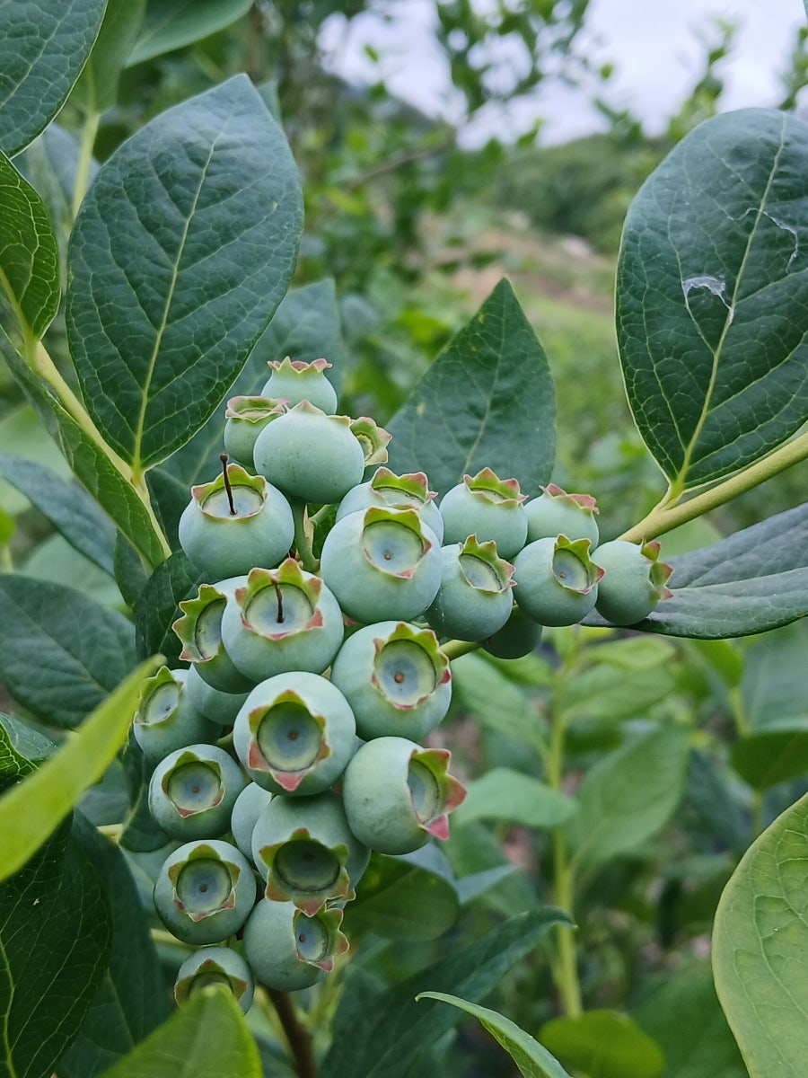 싸리목골 사진 1