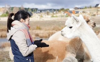  테카포 호수 미니 동물원 입장권 - 자연과 교감하는 특별한 경험