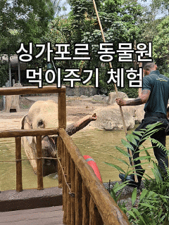  싱가포르 동물원 먹이주기 예약 방법·가격 총정리｜기린·코끼리·코뿔소 먹이주기 체험 후기