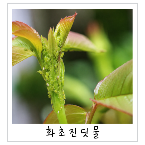 화초 벌레 진딧물 생겼다면? 코니도입제 효과와 사용법 정리