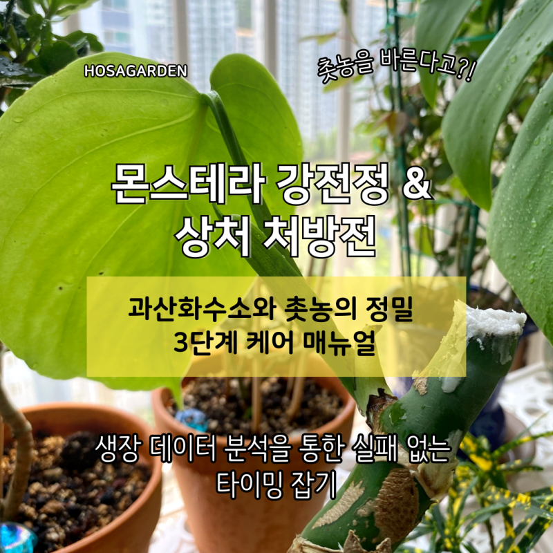 몬스테라 갈변 잎 강전정 시기 판단법과 과산화수소·촛농을 활용한 줄기 상처 케어 가이드