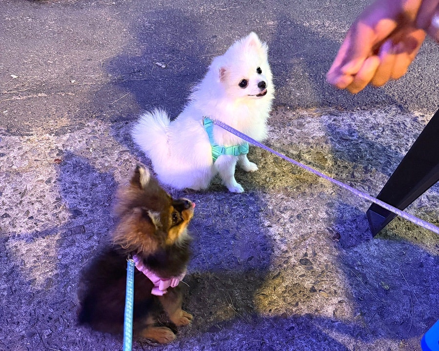 교촌치킨 원당점 사진 5