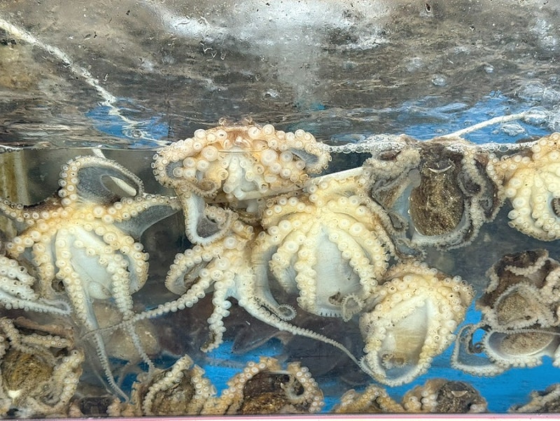 보령 맛집 그린하우스 알쭈꾸미 샤브샤브 후기ㅣ대천해수욕장 맛집 추천