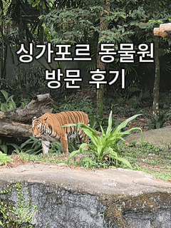  싱가포르 동물원 입장권 가격 총정리｜트램·먹이주기 체험 후기까지