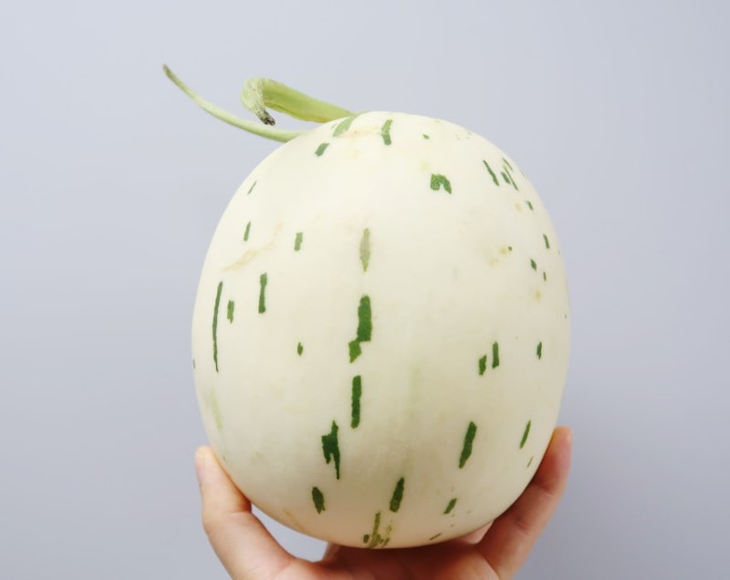 백자 메론 당도 높은 선이네멜론 제철과일