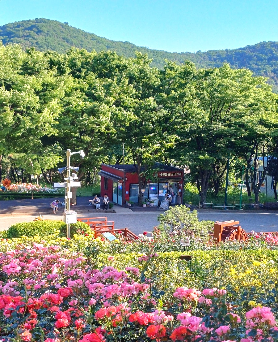 Gyeyangsanjangmiwon Silbeokape photo 2