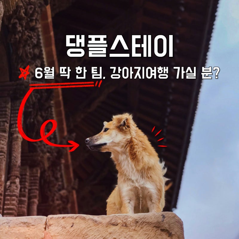 6월 딱 한 팀만 신청받는 댕플스테이 강아지여행 가실 분?