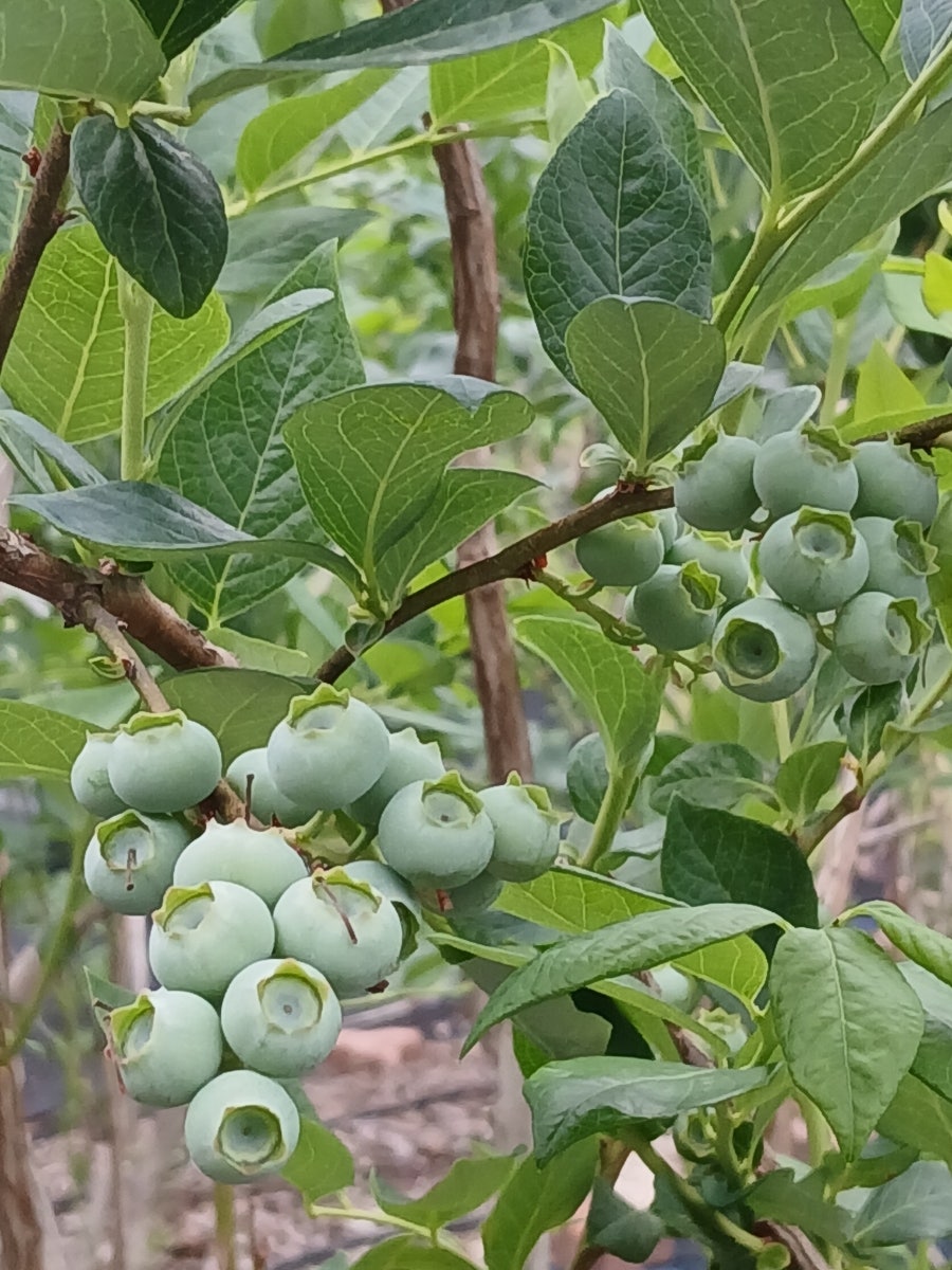 싸리목골 사진 2