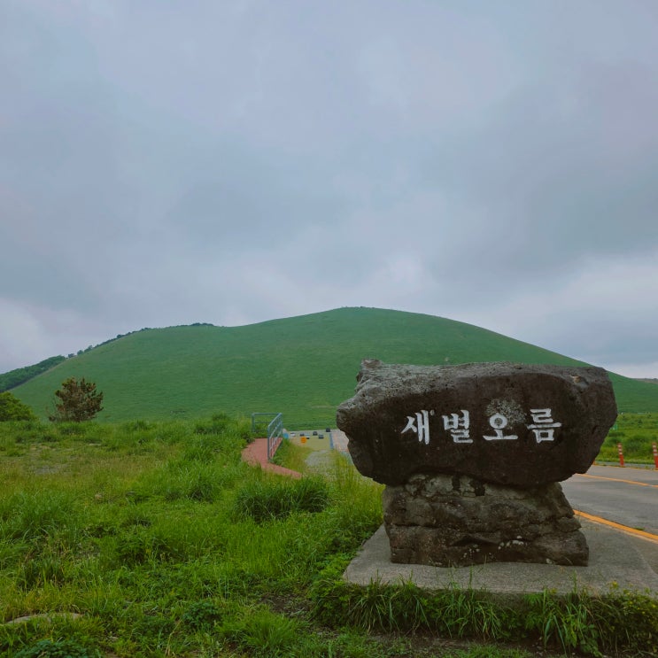 제주 새별오름 소요시간 제주도 서쪽 오름 여행 가볼만한 곳 추천 (왕따나무 없어짐)