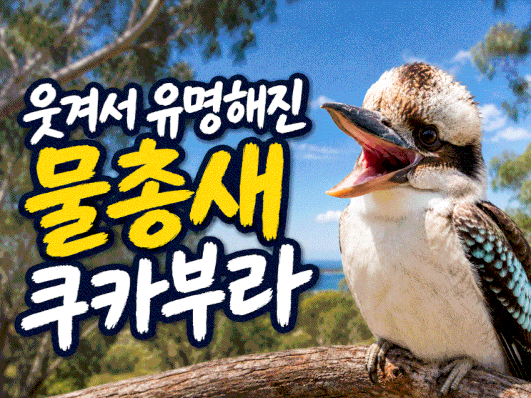  웃겨서 유명해진 물총새 특이한 웃음소리의 쿠카부라