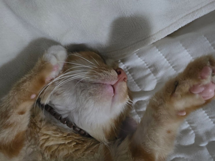  5월 넷째주 모카 기록 고양이 발작 전조증상과 장 문제