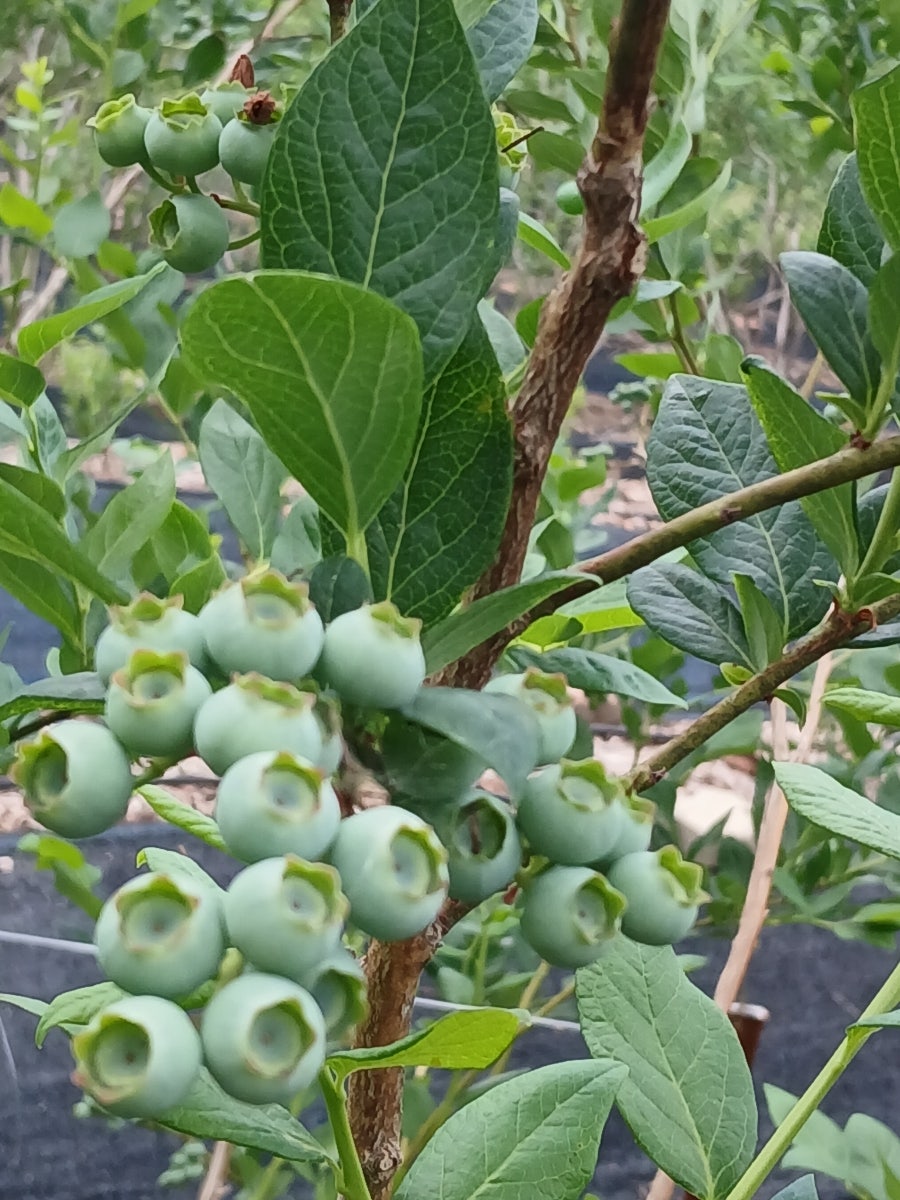 싸리목골 사진 4
