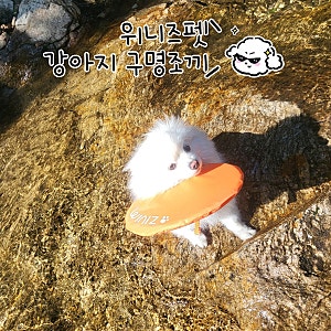 우리 집 댕댕이, 물개로 진화시켜준 위니즈펫 강아지 구명조끼 후기