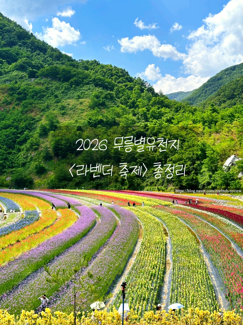 2026 무릉별유천지 동해 라벤더 축제 완벽 정리 - 일정, 입장료, 주차, 즐길거리 총정리