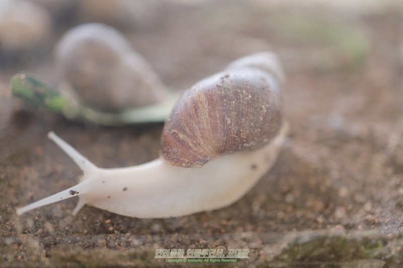 백와 달팽이 키우기 수명 먹이 알 번식 방생 주의점
