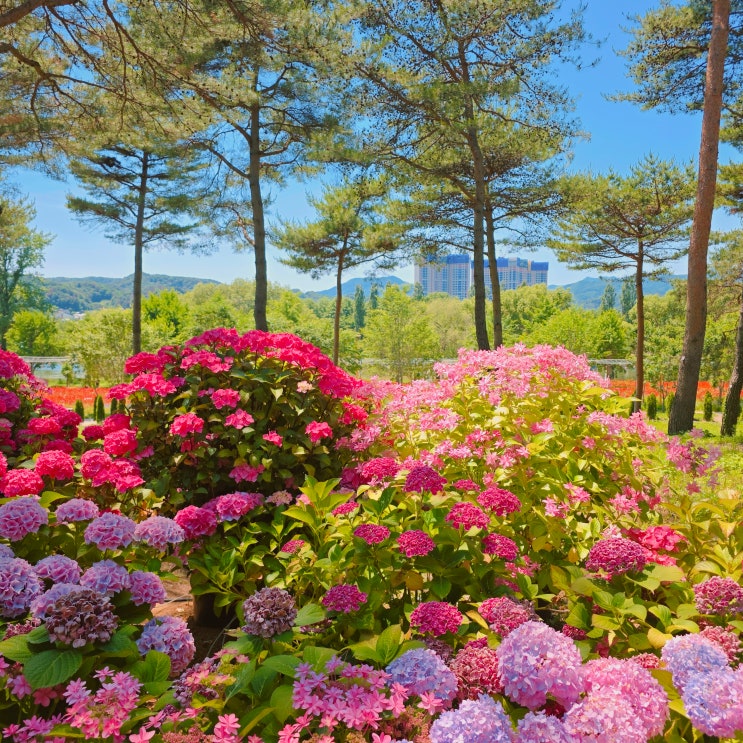  자라섬 꽃 축제 가평 남도꽃정원 구경 6월 당일치기 서울 근교 나들이 가볼만한 곳