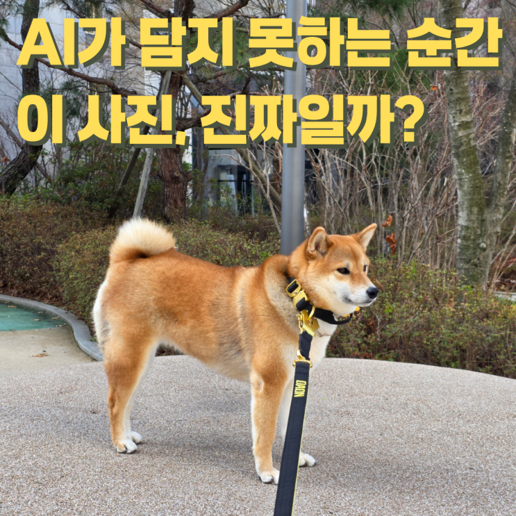  AI 사진이 넘치는 시대에 내가 여전히 셔터를 누르는 이유