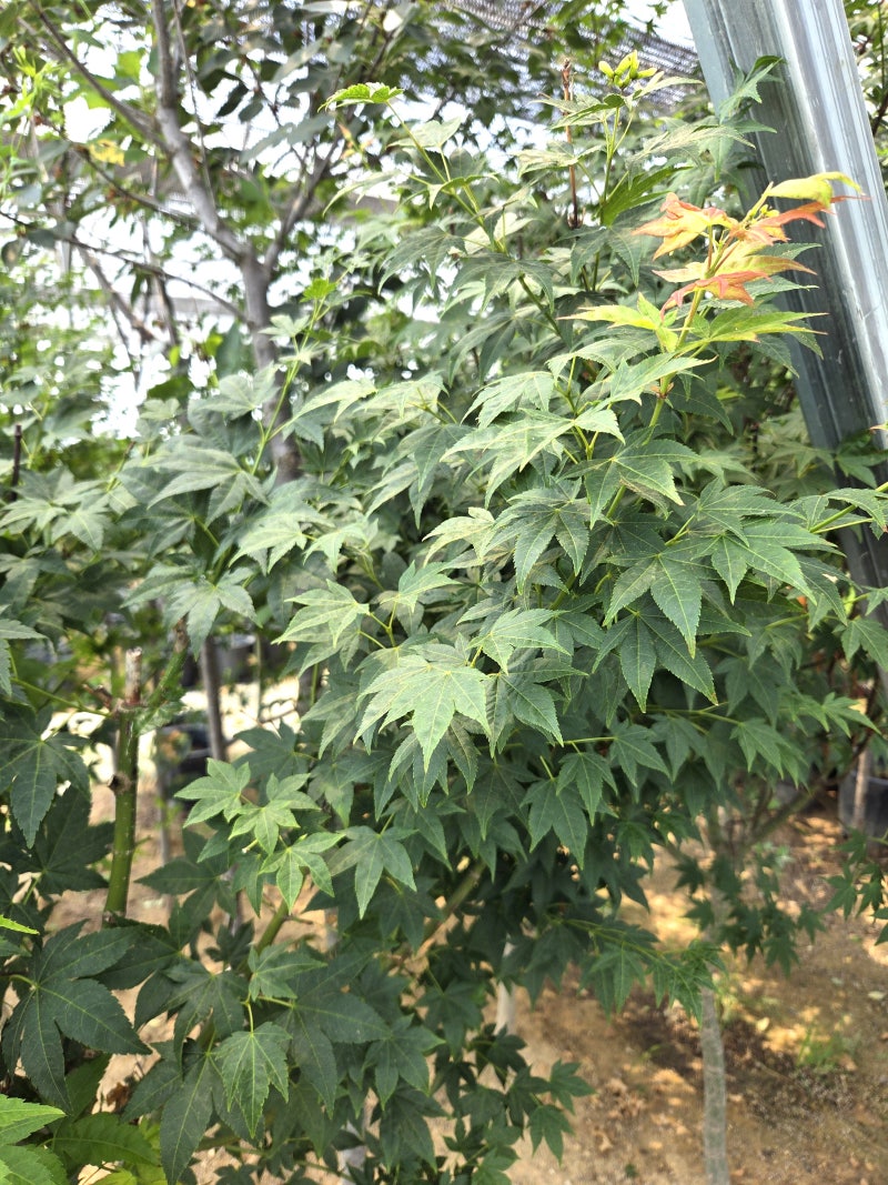 ♥용인남사나무시장♥ 정원에 심기 좋은 단풍나무 추천! 청단풍·홍단풍·내장산단....