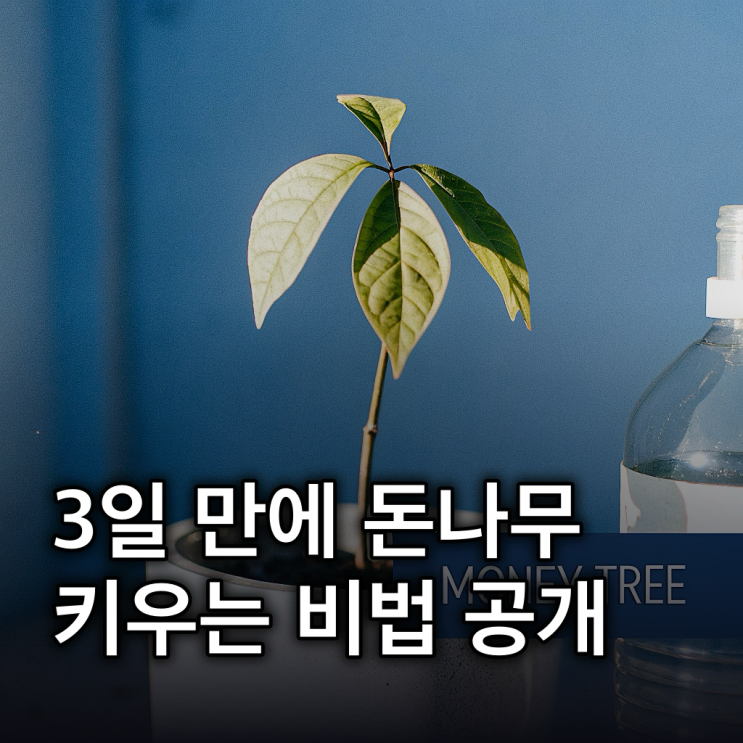  케이뱅크 돈나무, 3일 만에 키우는 영양제 미션 & 친구초대 꿀팁 대방출