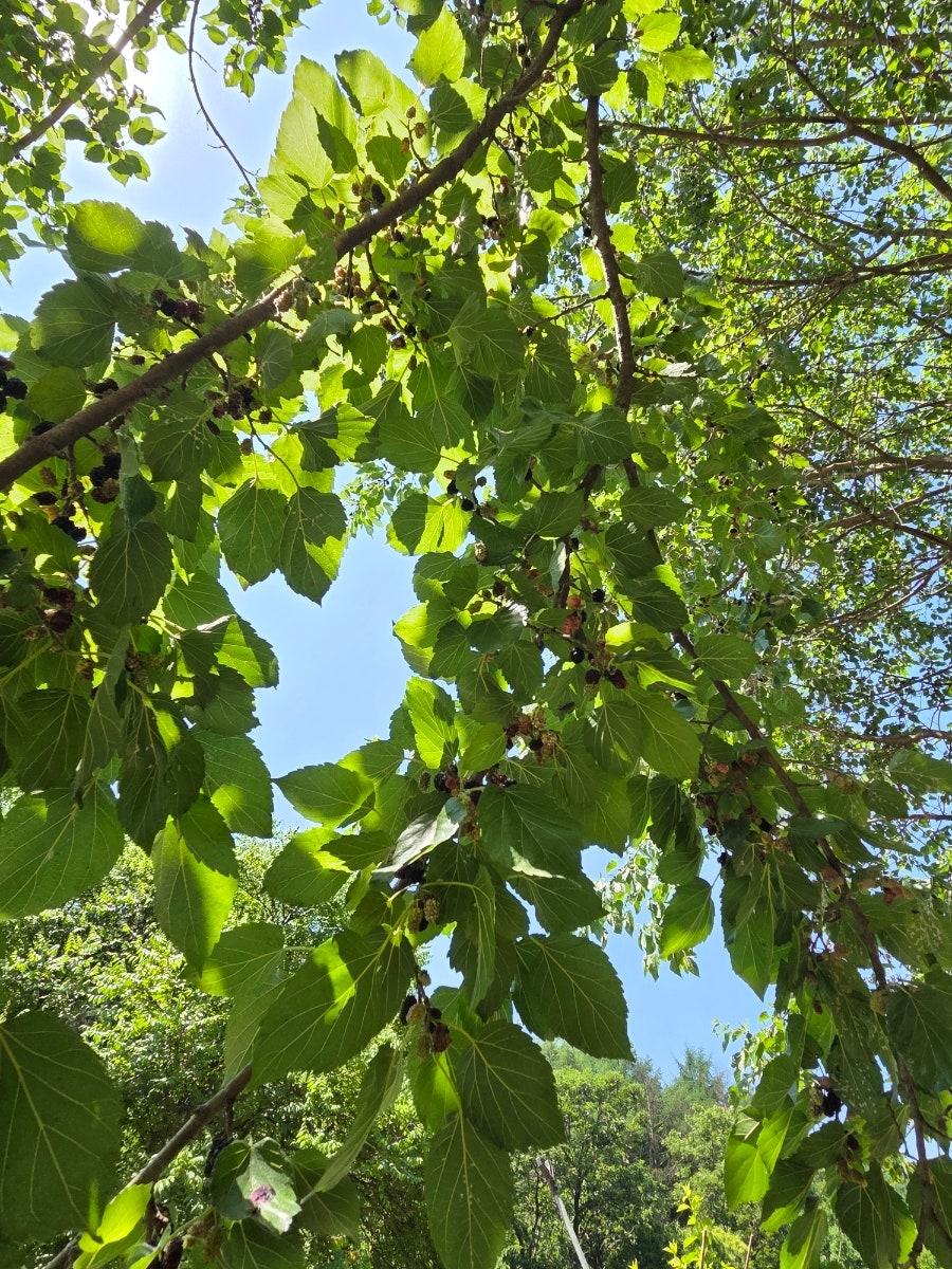 증산골가든 사진 5