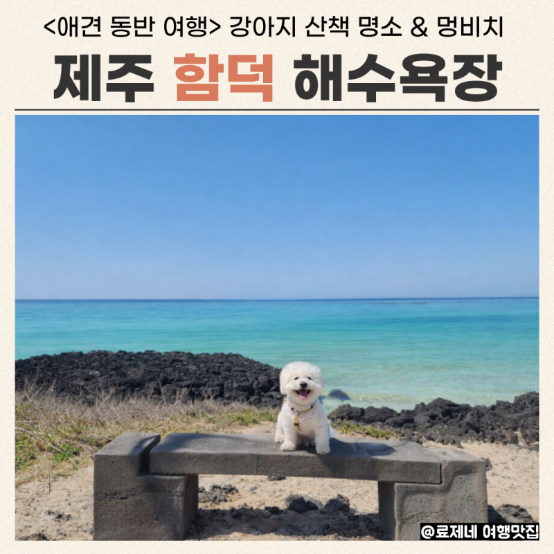 제주 함덕해수욕장 애견 동반 후기 (feat. 반려견 동반 해변)