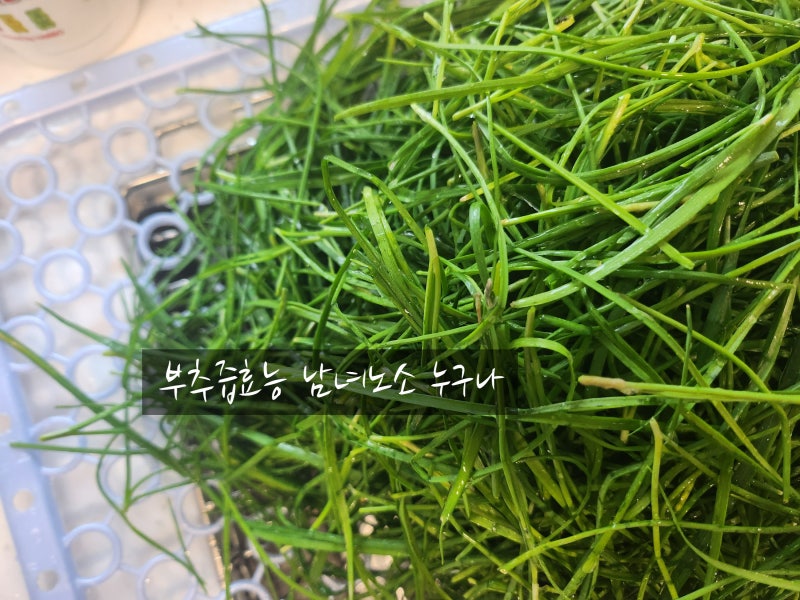 남녀 모두에게 좋은 부추즙효능! 알고 마시자
