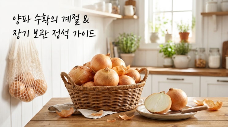  양파 수확 시기 양파 효능 보관법