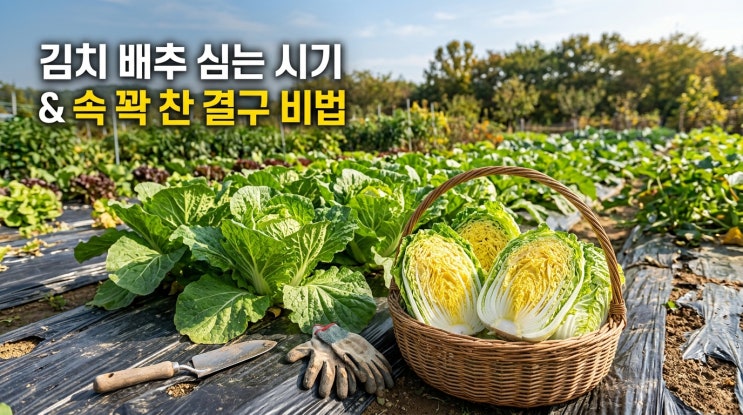  김장배추 심는 시기 및 모종 파종 시기