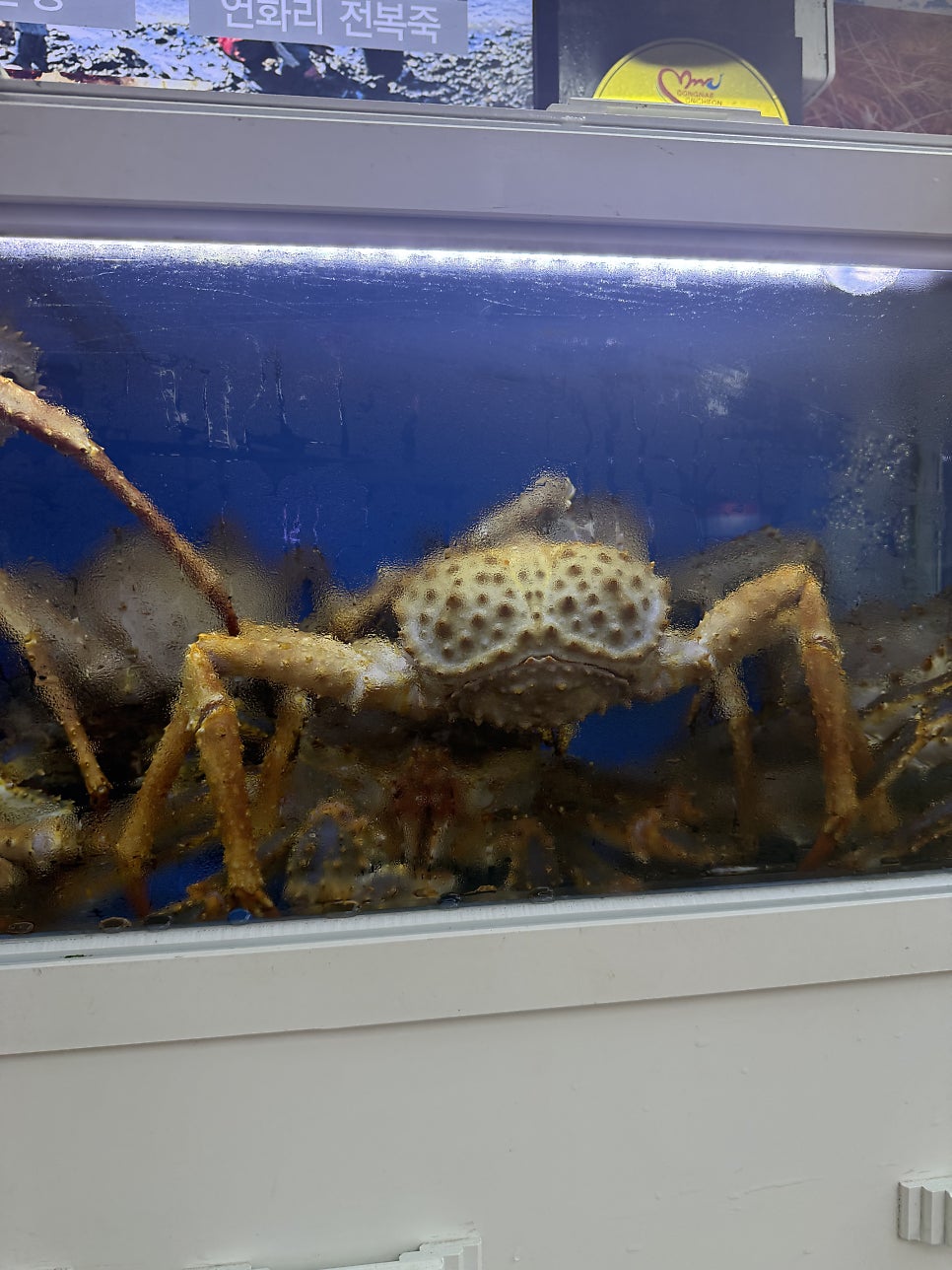 연화리대게 사진 6