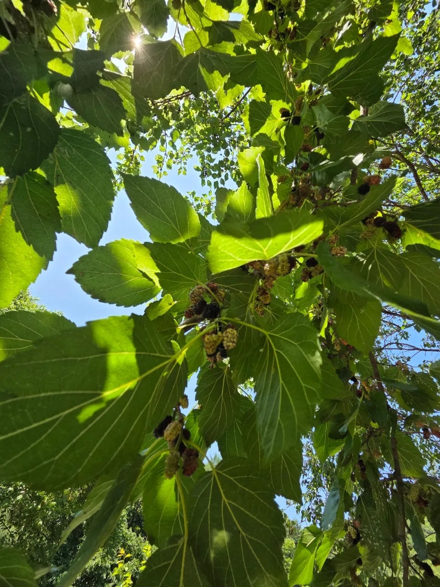증산골가든 사진 6