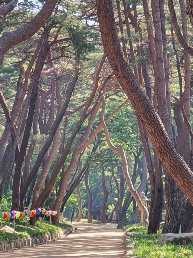 통도사 무풍한송로(舞風寒松路)