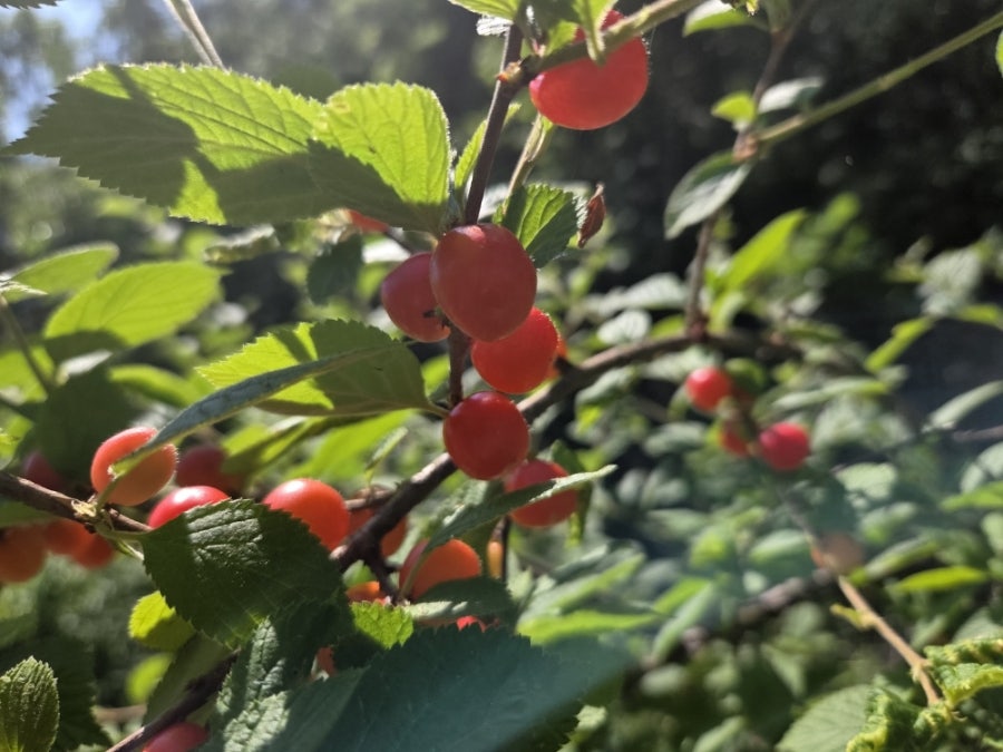 증산골가든 사진 3