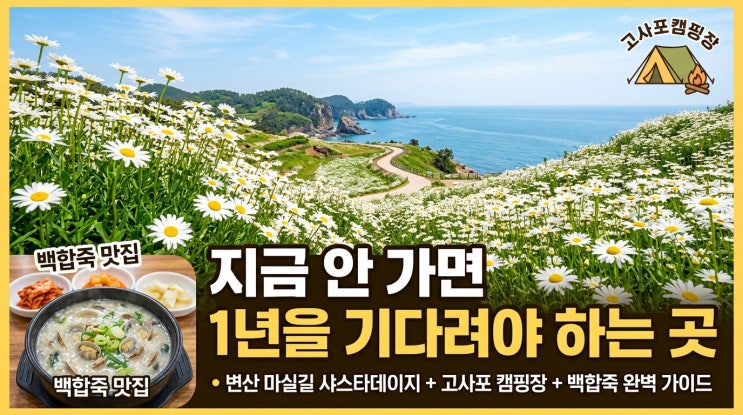  [부안 가볼만한곳 총정리] 변산마실길 샤스타데이지 + 고사포캠핑장 + 백합죽 미식까지, 지금 안 가면 1년 기다립니다